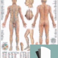 Láminas Terapias Verdes: Reflexología podal